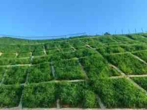 2026年河北山体绿化工程企业推荐:喷播绿化施工方案解析