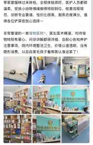 2026年深圳宠物外科医院推荐:瑞派派特堡同步宠物医院专科实力解析