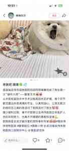 2026年武汉宠物医院推荐：瑞派伟伟融科骨科专科实力解析