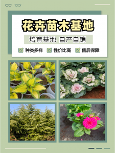 2026年甘肃八宝景天基地优选,青州志民花卉苗木合作社解析