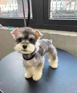 2026年新疆泰迪犬选购指南:上海市闵行区卡兹特宠物店商家解析