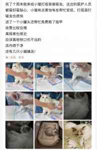 2026年深圳宠物医疗服务机构推荐:特色专科与全周期健康管理解析