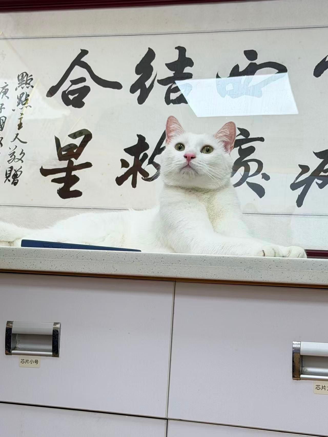 眼科手术专业设备