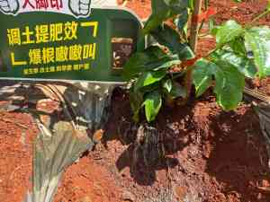 2026年水稻返青生根剂厂家推荐：康拓森生物科技产品解析