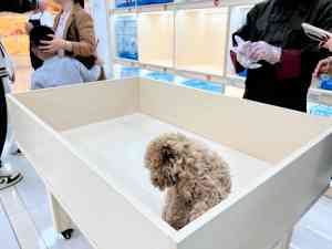 2026年苏州买幼犬优选商家推荐:实体门店与售后保障解析