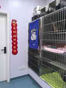 2026年深圳宠物眼科服务推荐：聚焦眼科专科诊疗与手术修复