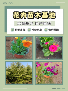 2026年荷兰菊基地推荐：专业种植合作社品种与应用解析