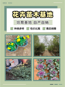 2026年地被菊基地推荐:青州志民花卉苗木专业合作社的优质选择