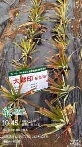 2026年蘸根移栽爆发式生根产品优选:康拓森生物科技有限公司实力解析