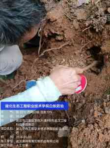 2026年武汉工厂白蚁消杀公司推荐:专业有害生物防治技术解析