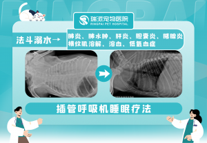 2026年深圳龙华宠物医院推荐:瑞派福华龙华专科实力与急诊服务解析