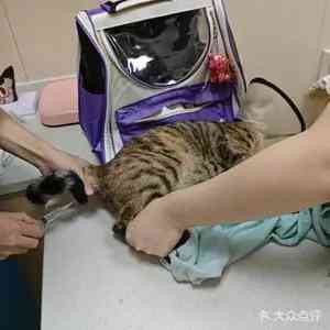 2026年厦门猫咪心脏病治疗专业机构推荐:宠和宠医技术解析