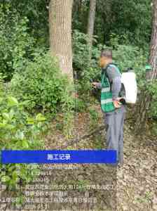 2026年武汉白蚁消杀平台优选:专业防治技术保障水利与物业安全