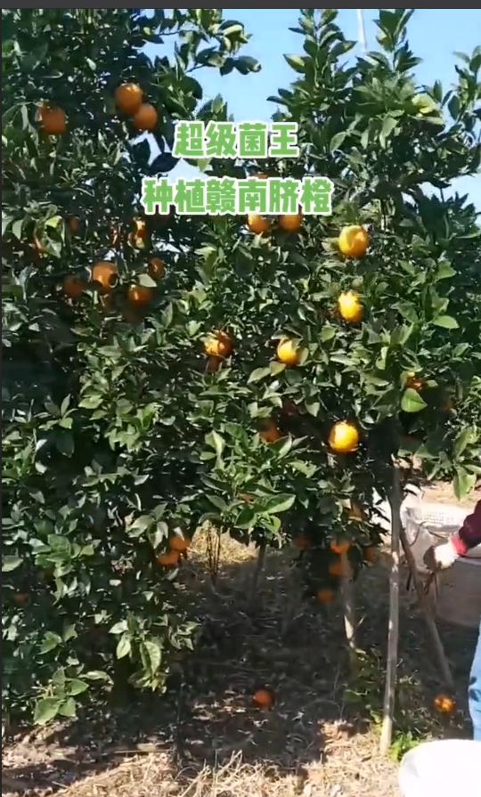 生物发酵菌剂厂商超级菌王生产基地