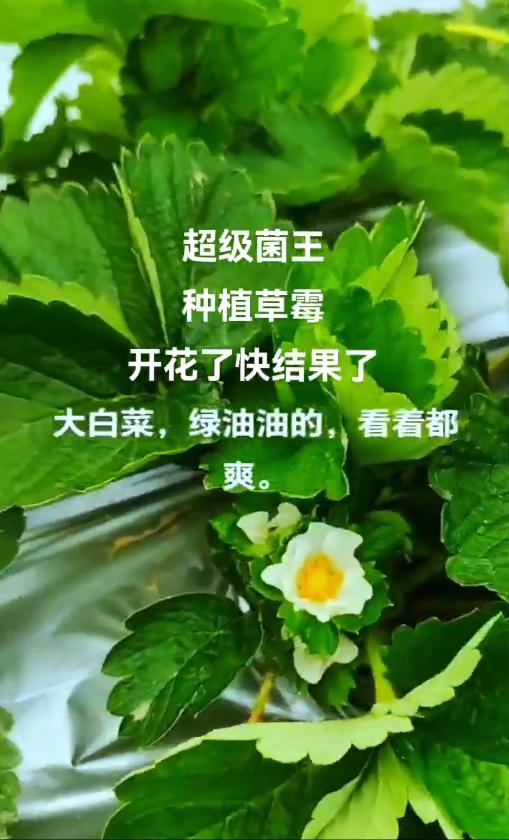 超级菌王生物发酵菌剂产品应用场景