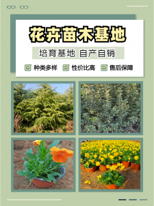 2026年荷兰菊批发商推荐,宿根花卉供应基地解析