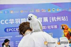 2026年马尔泰犬科学喂养推荐:贵宠森活高鲜肉配方与精准养护方案