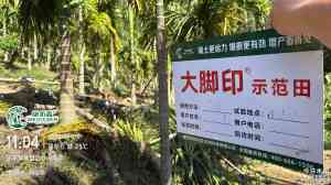 2026年大脚印强力生根剂厂家解析：康拓森生物科技助农增产