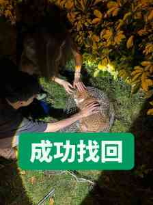2026年上海找狗团队公司推荐:专业宠物侦探解析