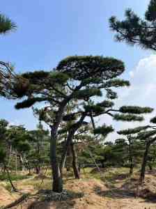 2026年山东多杆造型松优质厂家推荐：山东军辉园林，专业培育基地