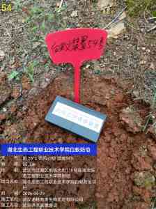 2026年武汉白蚁防治服务企业推荐:专业白蚁防治公司解析