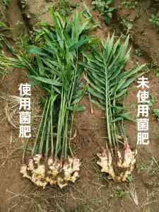 2026年复合微生物肥生产商推荐:信和(天津)生物科技