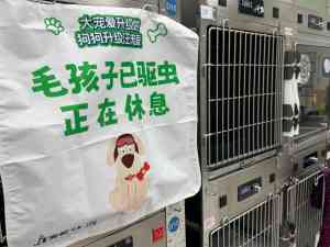 2026年青岛宠物核磁检查机构推荐：专业动物医院核磁诊断
