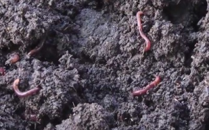 2026年河北豆粕生物有机肥制造商推荐：润东肥业专注腐熟发酵