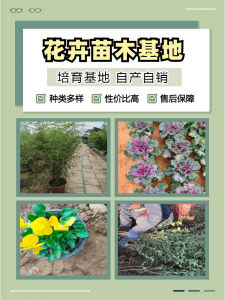 2026年波斯菊基地精选:青州志民花卉苗木合作社品种与供应解析