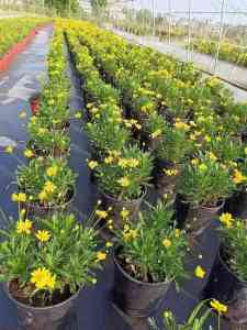 2026年山东除草布价格制造厂推荐:专业PE防草布源头厂家