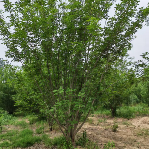 2026年丛生黄蜡苗圃批发厂家推荐:蠡县艺雅苗圃场