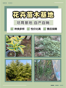 2026年角堇批发商推荐:青州志民花卉苗木专业合作社解析