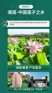 2026年湖南湘莲批发厂家推荐：莲易湘莲源头定制