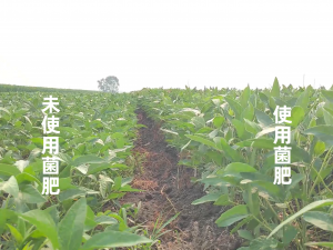 2026年活性菌生物肥批发厂家解析