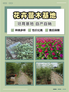 2026年金边过路黄批发商推荐:青州志民花卉苗木专业合作社品种与优势解析
