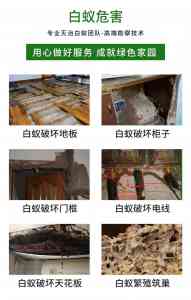 2026年福建同城白蚁根除公司推荐:专业防治技术解析