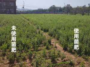 2026年液体生物菌肥供货厂家推荐：信和生物科技技术解析