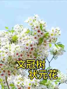 2026年文冠树大树供应商推荐:蠡县艺雅苗圃场品质解析