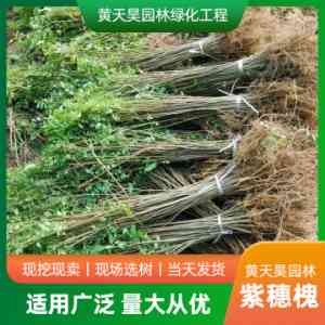 2026年荒山绿化泡桐苗供货商:河南原产地直供生态修复优选