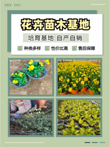 2026年丛生福禄考供应商推荐:青州志民花卉苗木专业合作社