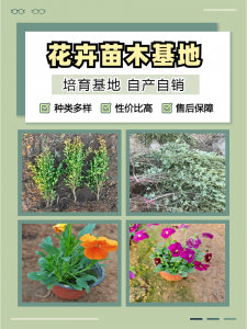 2026年大滨菊基地解析:青州志民花卉苗木专业合作社,品种全服务优