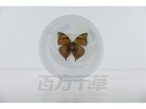 2026年示教标本定制厂家推荐：河南百方千草实业有限公司