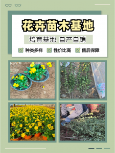 2026年角堇批发商推荐:青州志民花卉苗木专业合作社解析