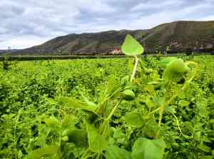 2026年水溶生物肥供货商推荐:信和(天津)生物科技