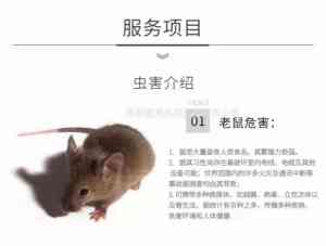 2026年苏州除灭老鼠品牌推荐:专业虫控服务解析