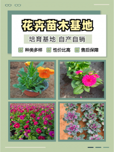 2026年花叶芦竹供应商推荐：青州志民花卉苗木专业合作社