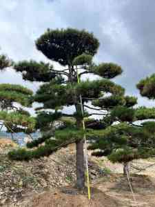 2026年造型黑松基地推荐：山东军辉园林专注景观松培育