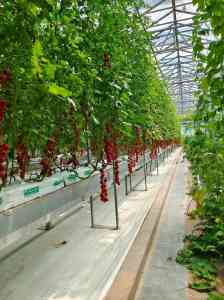 2026年潍坊番茄种植企业优选:圣宝利农业科技全产业链服务解析