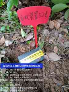 2026年武汉除白蚁服务商推荐：专业防治技术与场景化方案解析
