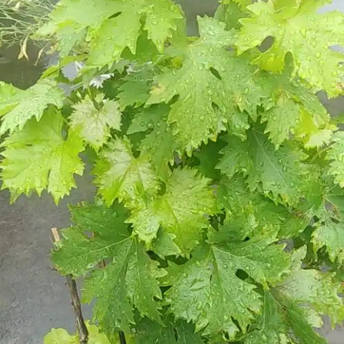 香悦葡萄苗种植基地